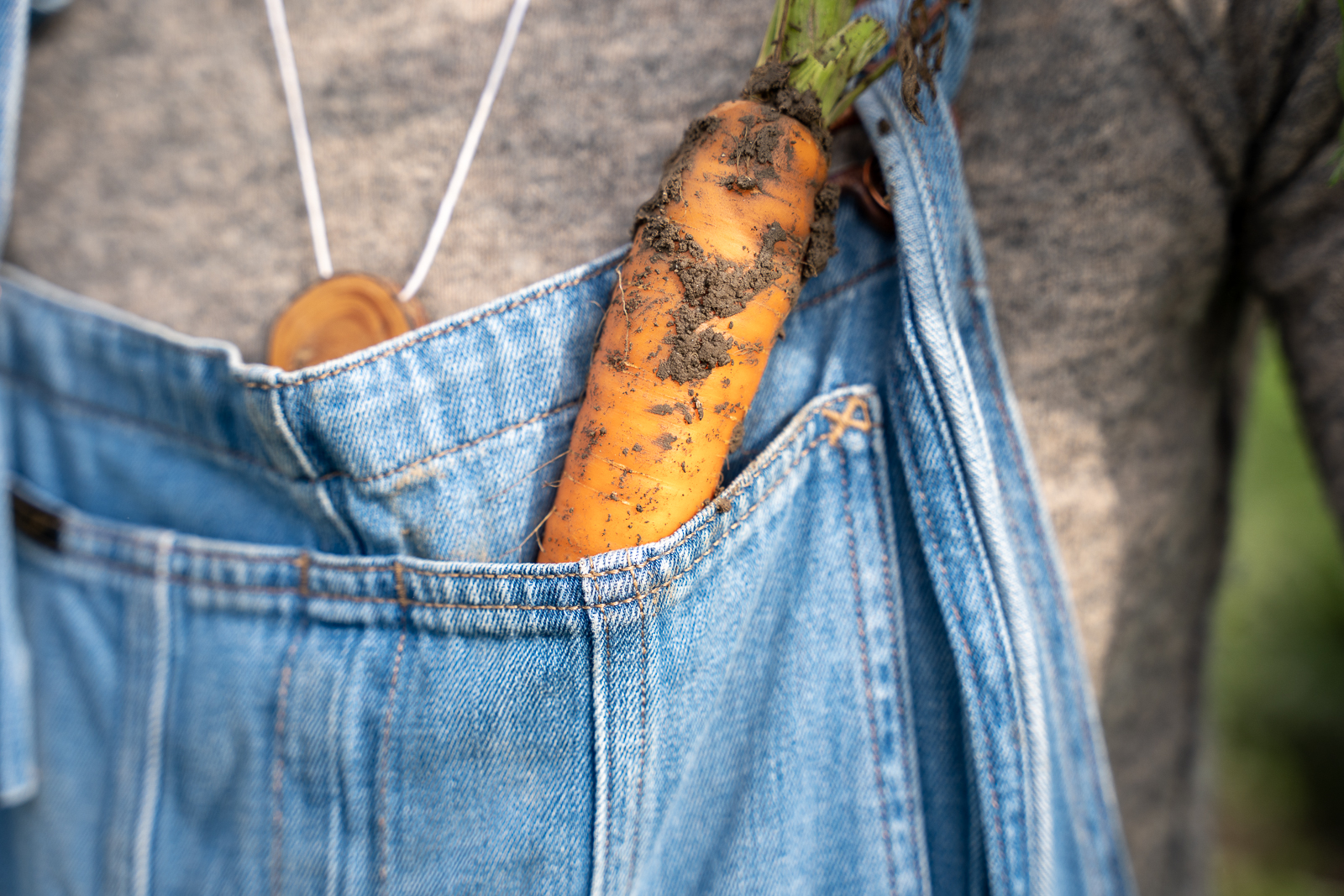 Foto van een wortel in de zak van een tuinbroek