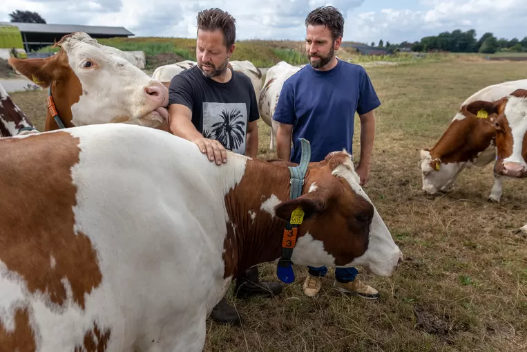 Joris Lohman en Geertjan Kloosterboer met koeien in een veld.